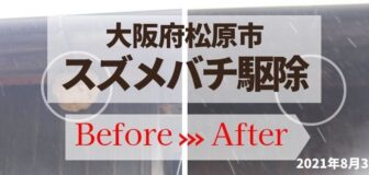 大阪府松原市・個人宅のスズメバチ駆除の事例　の駆除