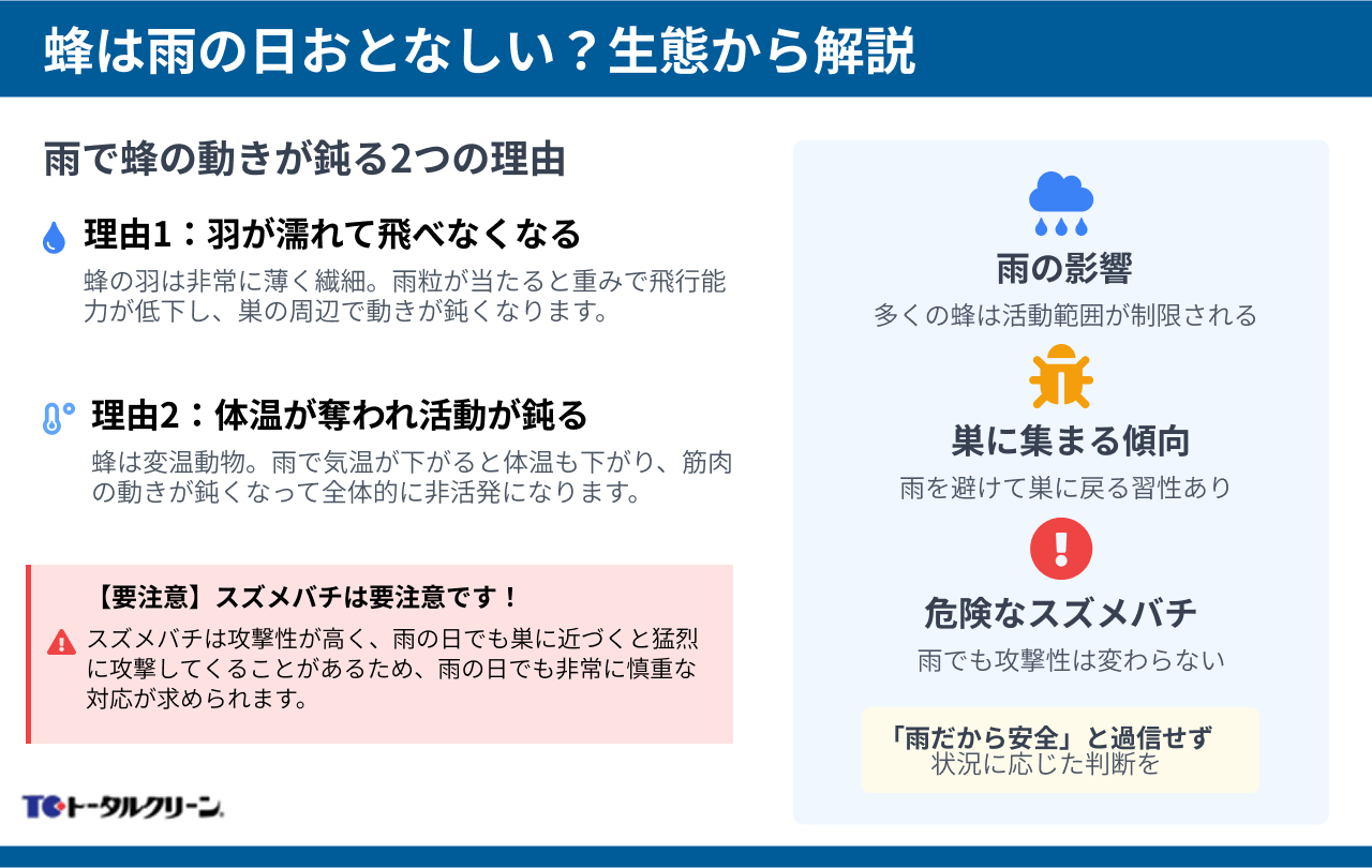 蜂は雨の日おとなしい？生態から解説