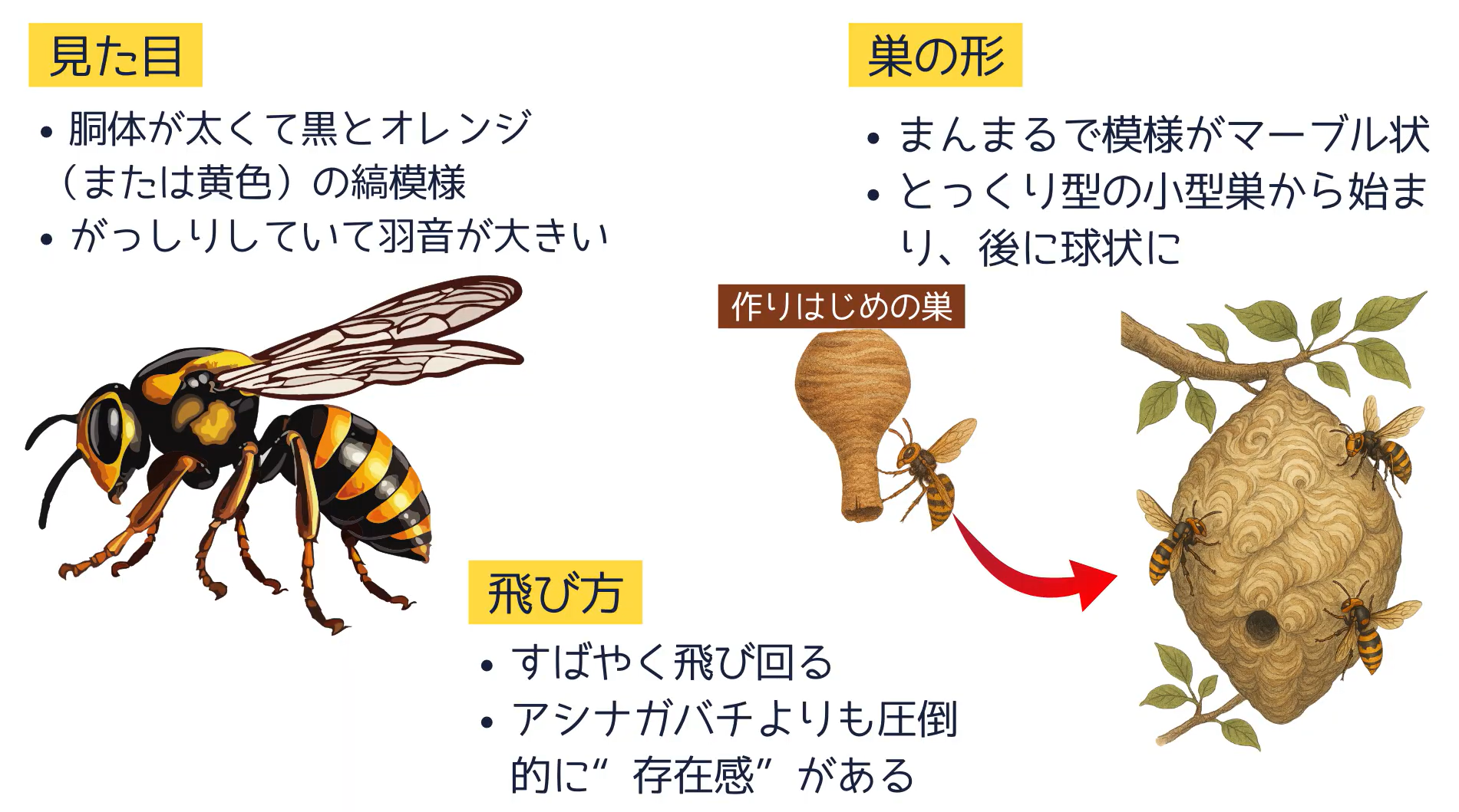 スズメバチの巣の特徴