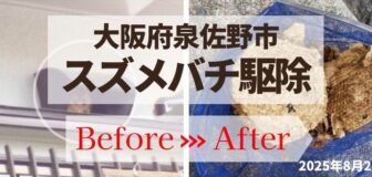 大阪府泉佐野市・スズメバチ駆除の事例　の駆除