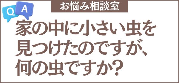 家の中にミリ単位の小さい虫を見つけたのですが、何の虫ですか？どう対策すればいいかについても教えてください