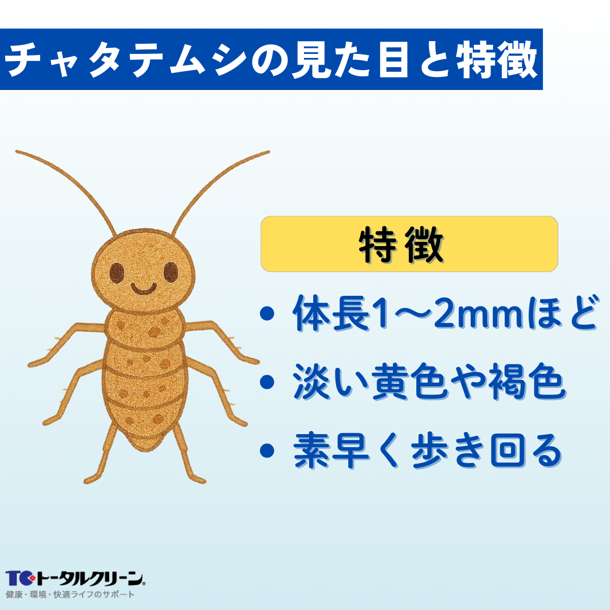 チャタテムシの見た目と特徴