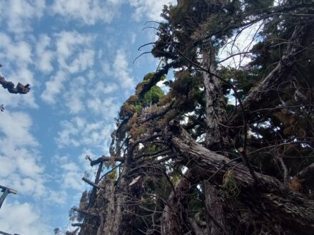 堺市堺区・高所樹木 カラスの巣撤去の事例の処理前写真(拡大)