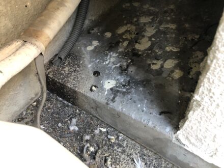 兵庫県芦屋市・マンションの鳩(ハト)フン清掃・防鳥ネット設置の施工事例の処理前写真(拡大)