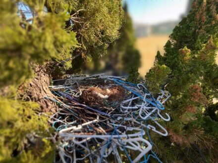 堺市堺区・高所樹木 カラスの巣撤去の事例の処理前写真(2)