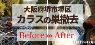 大阪府堺市堺区・高所樹木 カラスの巣撤去の事例