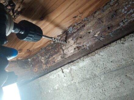 大阪府箕面市・個人宅 ヤマトシロアリ駆除の事例の処理後写真（拡大）