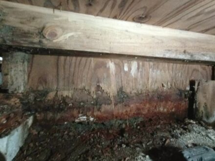 大阪府箕面市・個人宅 ヤマトシロアリ駆除の事例の処理前写真（拡大）