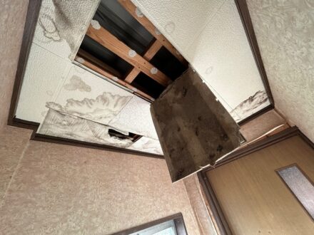 兵庫県芦屋市・個人宅戸建  アライグマ侵入防止対策の事例の処理前写真（拡大）