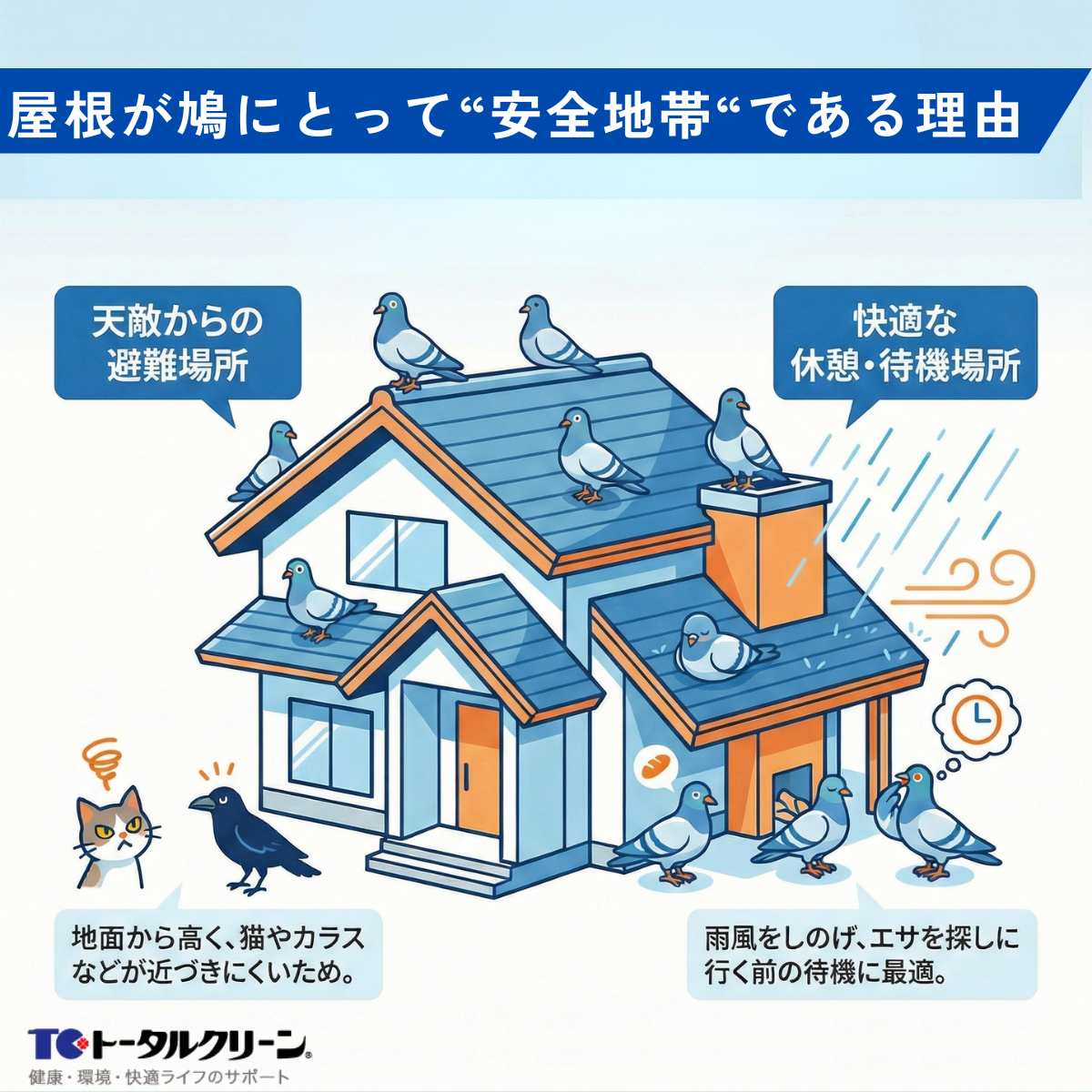 屋根が鳩にとって“安全地帯“である理由