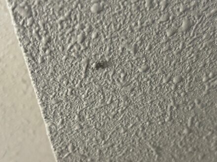 大阪市住吉区・マンション共用部のチョウバエ駆除の事例の処理前写真（拡大）