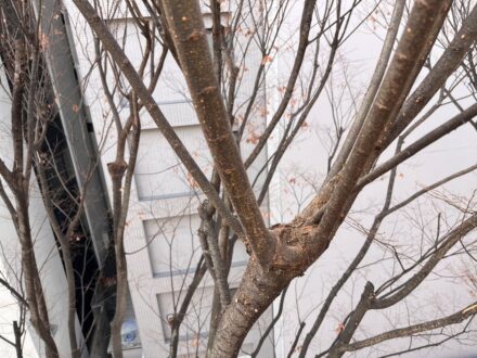 大阪府東大阪市・カラスの巣撤去の事例の処理後写真（拡大）