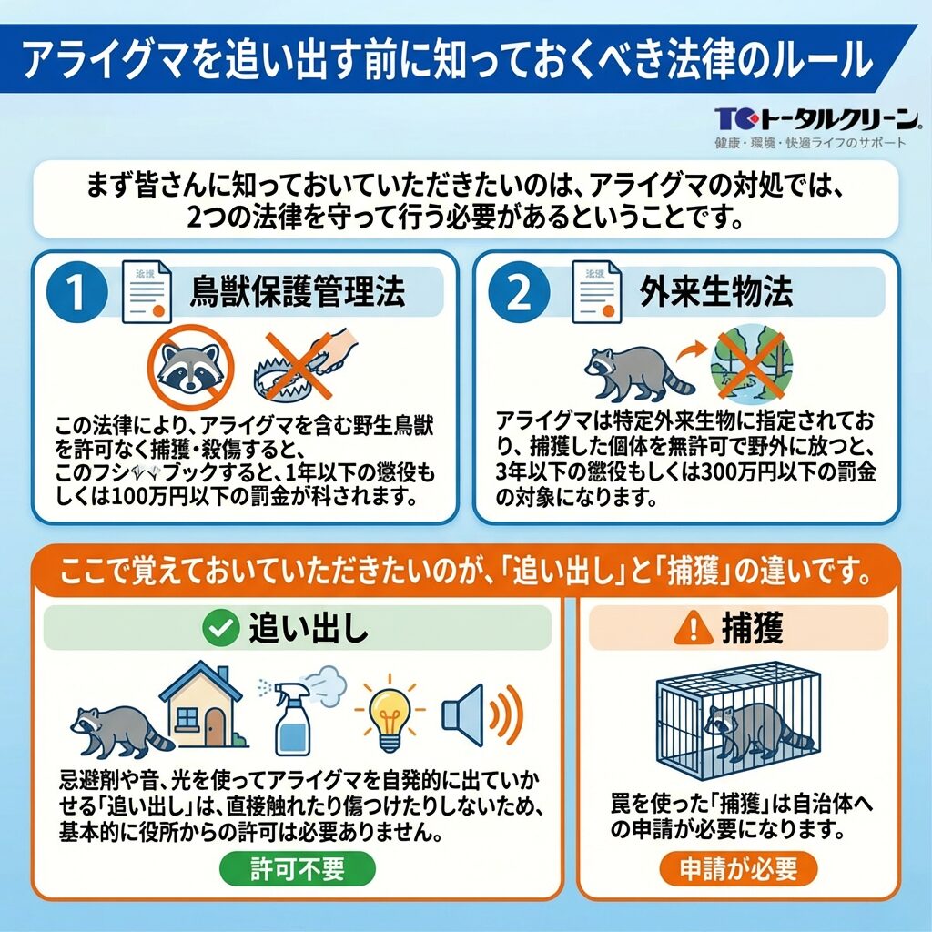 アライグマを追い出す前に知っておくべき法律のルール