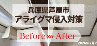 兵庫県芦屋市・個人宅戸建  アライグマ侵入防止対策の事例の駆除