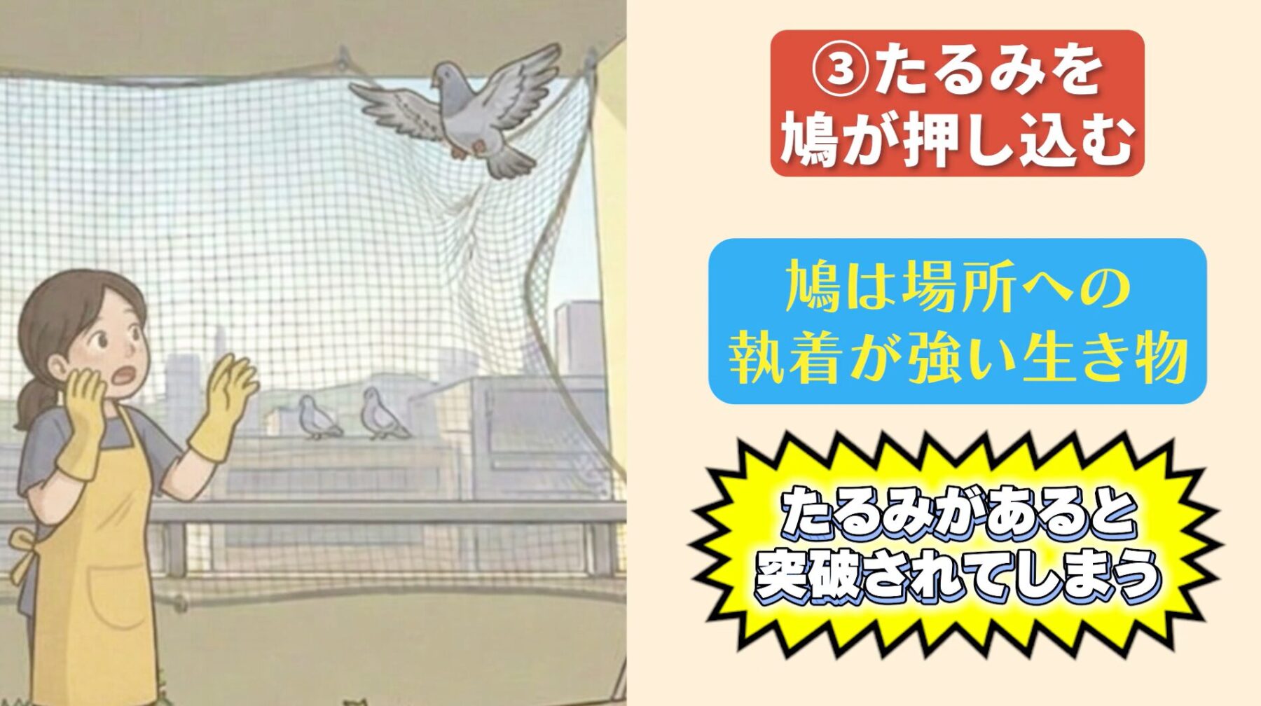 失敗パターン③：ネットのたるみを鳩が押し広げる (2)