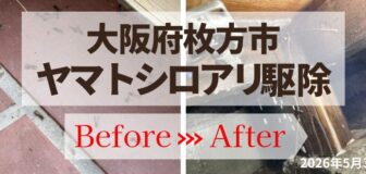 大阪府枚方市・個人宅 ヤマトシロアリ駆除の事例の駆除