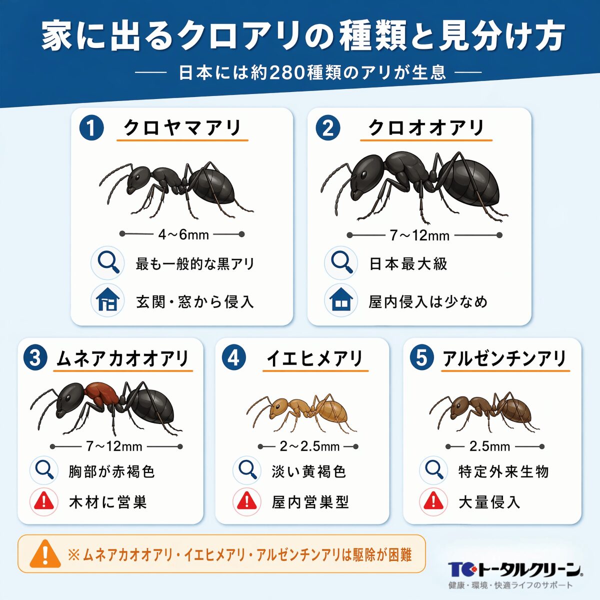 家に出るクロアリの種類と見分け方