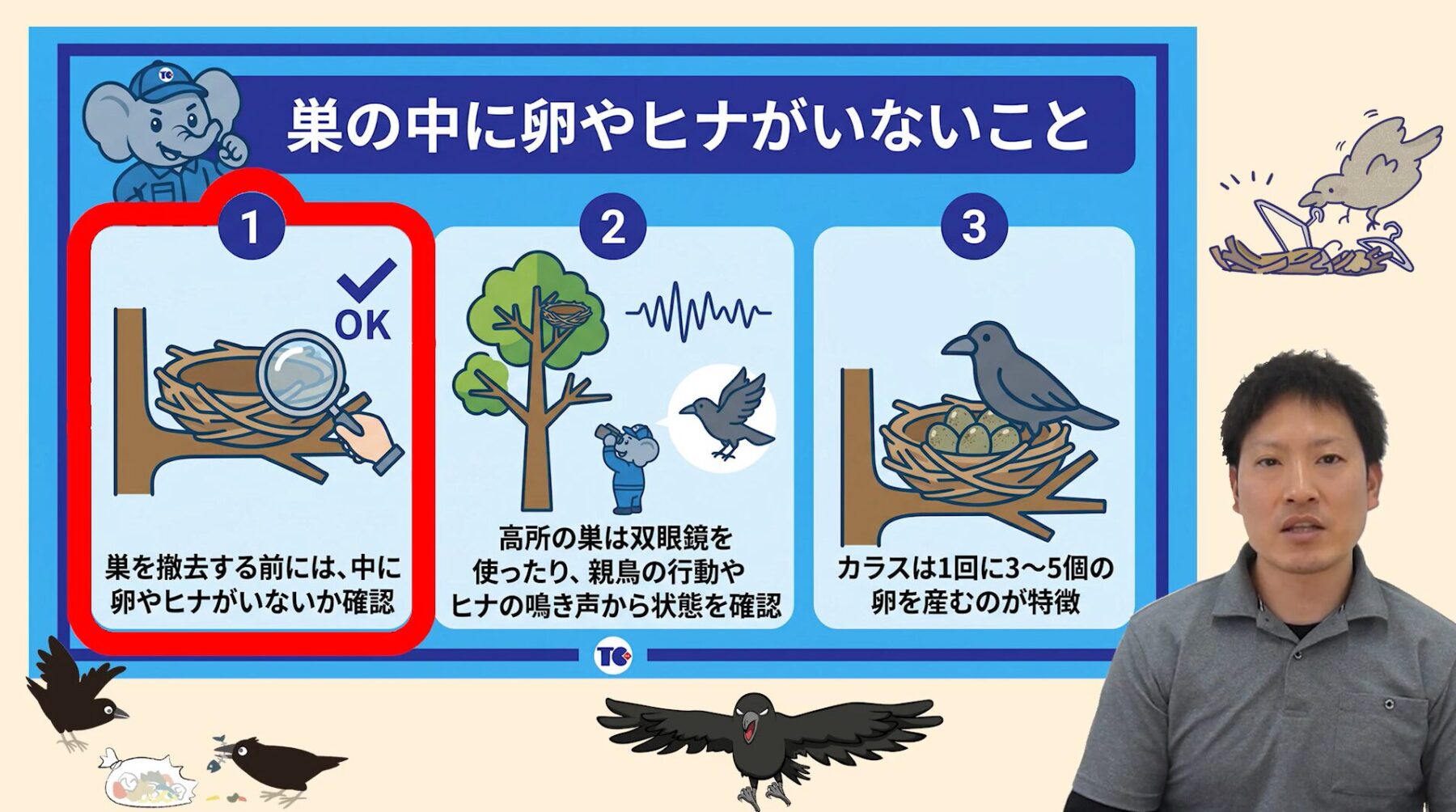 カラスの巣を自分で駆除できる条件①：巣の中に卵やヒナがいないこと