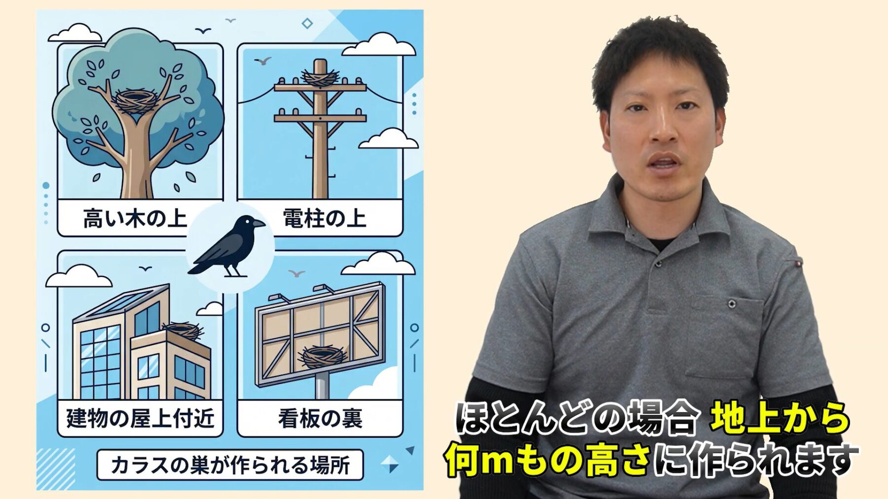 カラスの巣を自分で駆除できる条件②：手の届く低い場所にあること