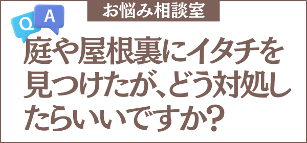 庭や屋根裏にイタチを見つけたのですが、どう対処したらいいですか？このまま放っておいても大丈夫でしょうか？