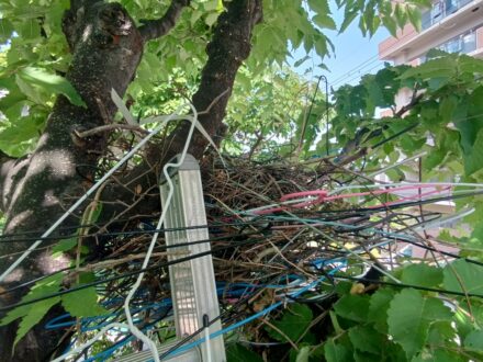 大阪府枚方市 マンション敷地内 カラス営巣撤去の事例の処理前写真(拡大)