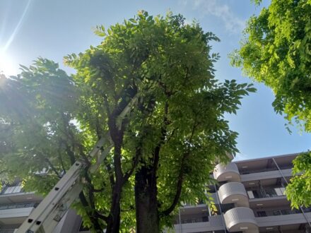 大阪府枚方市 マンション敷地内 カラス営巣撤去の事例の処理前写真(3)