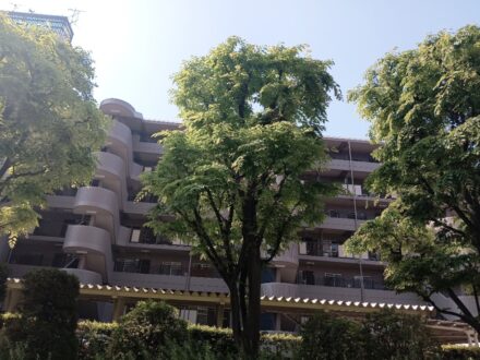 大阪府枚方市 マンション敷地内 カラス営巣撤去の事例の処理後写真(3)