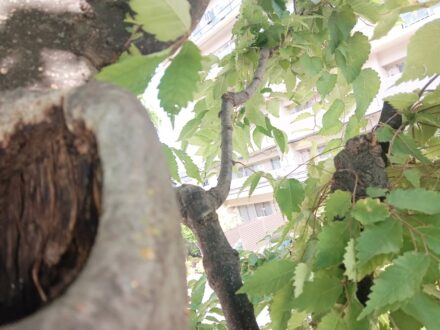 大阪府枚方市 マンション敷地内 カラス営巣撤去の事例の処理後写真(2)