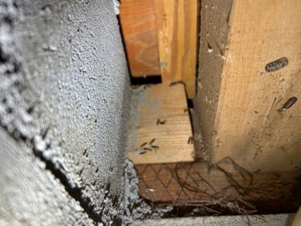 神戸市西区・個人宅 ヤマトシロアリ駆除の事例の処理前写真(6)