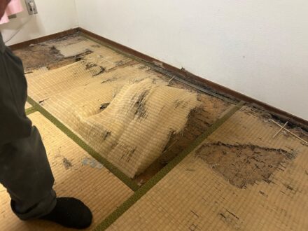 大阪府枚方市・マンション個人宅 ヤマトシロアリ駆除の事例の処理前写真(拡大)