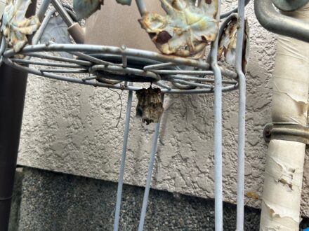 大阪府東大阪市・戸建 個人宅 のアシナガバチ駆除の事例 の処理前写真(拡大)