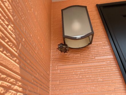 大阪府寝屋川市・戸建個人宅 のアシナガバチ駆除の事例 の処理前写真(拡大)