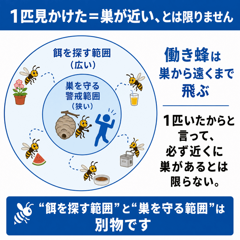 ズメバチ_1匹見かけても巣が近いとは限らない