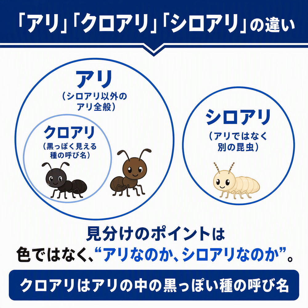ここでいうアリはシロアリ以外のアリ全般です。黒蟻クロアリは、そのアリのうち黒っぽく見える種を指す呼び名にあたります。見分けの分かれ目は色ではなく、アリなのか、シ