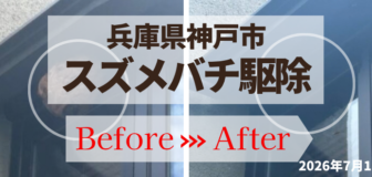 兵庫県神戸市・飲食店 スズメバチ駆除の事例　の駆除
