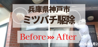 兵庫県神戸市・戸建空家 個人宅 のミツバチ駆除の事例　の駆除
