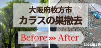 大阪府枚方市 マンション敷地内 カラス営巣撤去の事例