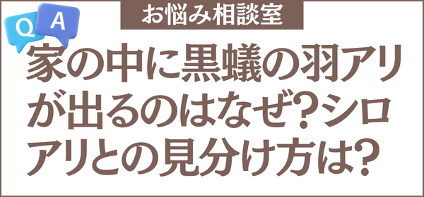 家の中に黒蟻の羽アリが出るのはなぜですか？シロアリかどうかの見分け方と、見つけたときにやることも教えてください