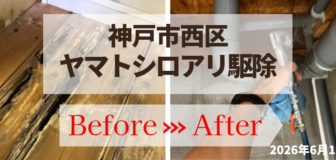 神戸市西区・個人宅 ヤマトシロアリ駆除の事例の駆除