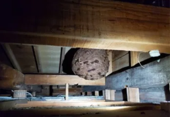 京都市南区・屋根裏スズメバチ駆除