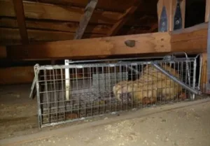 神戸市灘区・個人宅のイタチ駆除