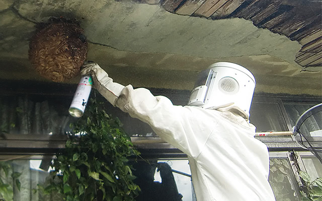 京都府での蜂の巣駆除の様子