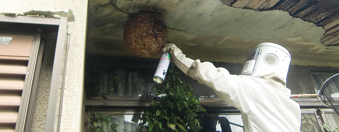 京都府での蜂の巣駆除の様子