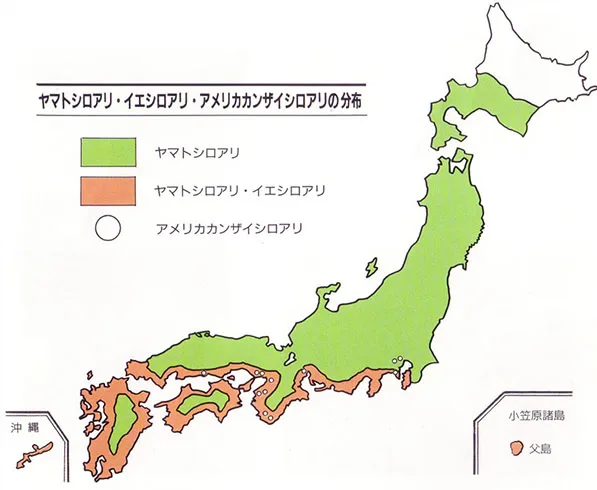 白アリ（ヤマトシロアリ、イエシロアリ、アメリカカンザイシロアリ）の分布地図