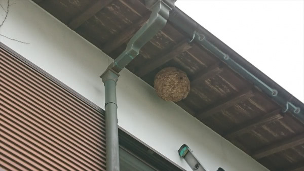 福知山市・個人宅のスズメバチ駆除の事例　の処理前写真（拡大）