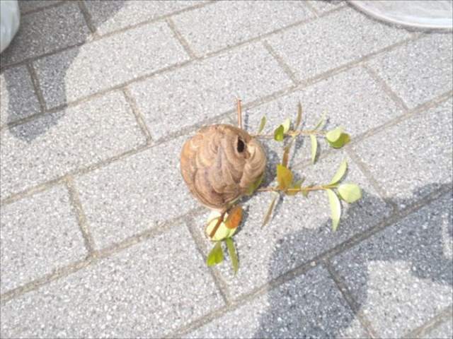 神戸市東灘区・マンション敷地内のスズメバチ駆除の事例　の駆除処理後