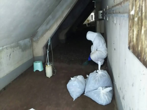 神戸市須磨区・宿泊施設の鳩糞清掃の事例　の処理後写真(2)