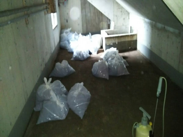 神戸市須磨区・宿泊施設の鳩糞清掃の事例　の処理後写真(3)