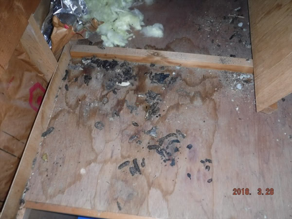 イタチの糞清掃および消毒 奈良県 個人宅 屋根裏 害虫駆除専門業者トータルクリーン