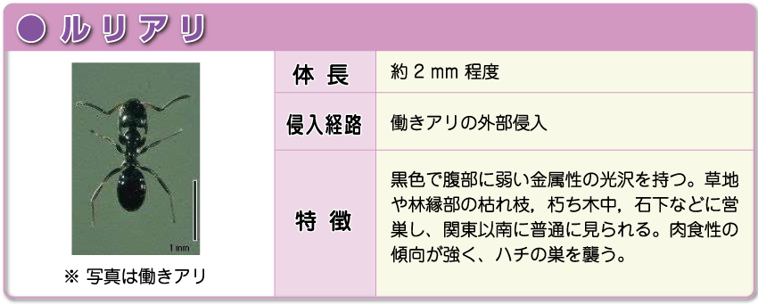 ルリアリ ルリアリ